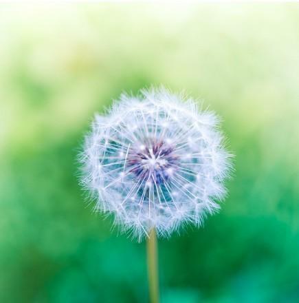 狮子座今天星座运势（2023-12/20日）